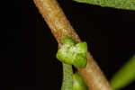 Piedmont marsh elder